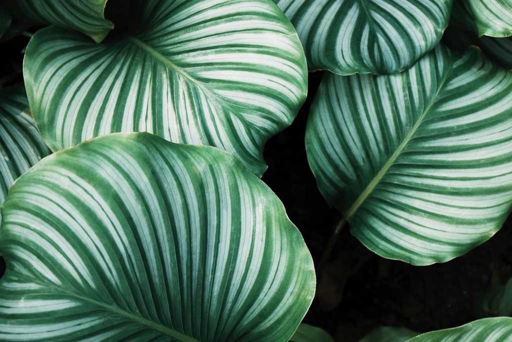 unsplash-bBiuSdck8tU.jpg